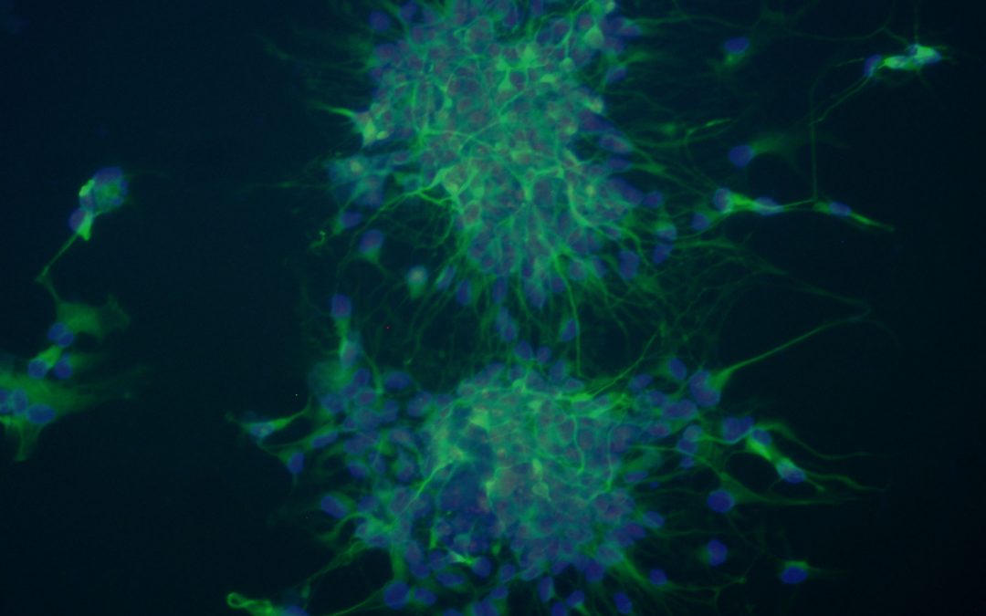 Pluripotent Stem Cell Core